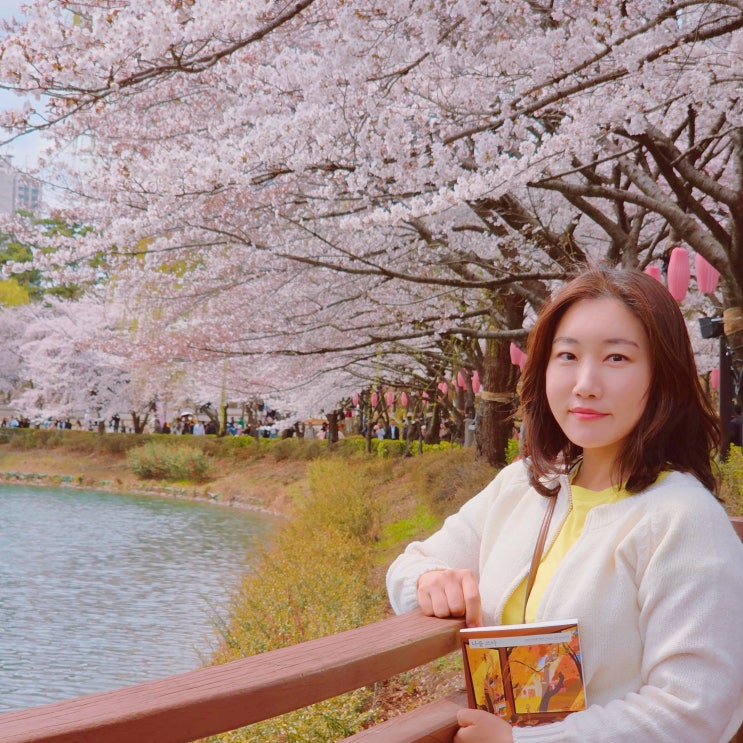  서울 벚꽃 명소 잠실 석촌호수 벚꽃 실시간 개화 현황 4월 봄 꽃 구경 산책 가볼만한 곳