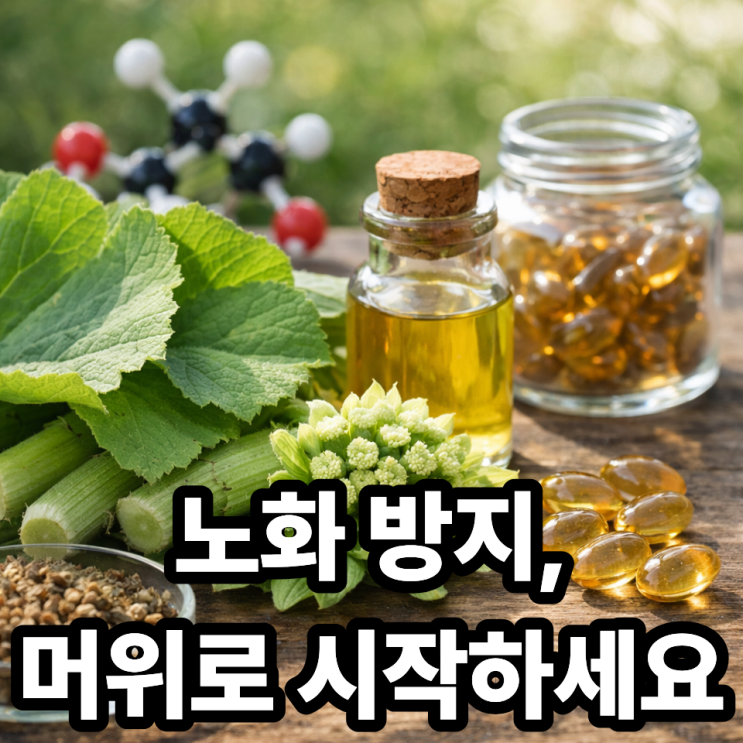  머위 항산화 효과, 노화 방지에 정말 도움 될까