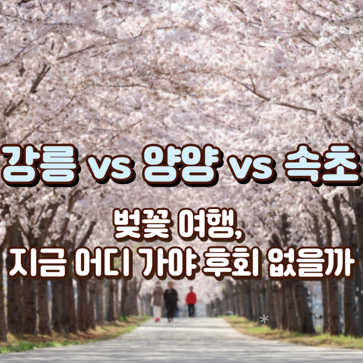  “강릉 vs 양양 vs 속초” 벚꽃 여행, 지금 어디 가야 후회 없을까