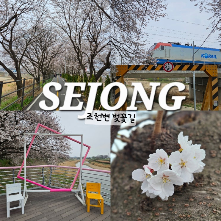  세종 조치원 벚꽃 조천변 벚꽃길 주차 기차 포토존