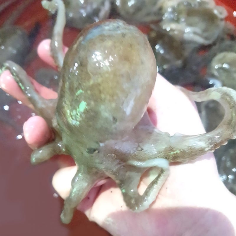 국내산 활 쭈꾸미 1kg  봄 알배기 제철 쭈꾸미 “지금 아니면 못 먹어요”  알 꽉 찬 쭈꾸미