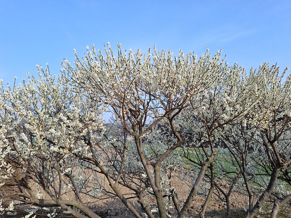 삼성산 사진 6