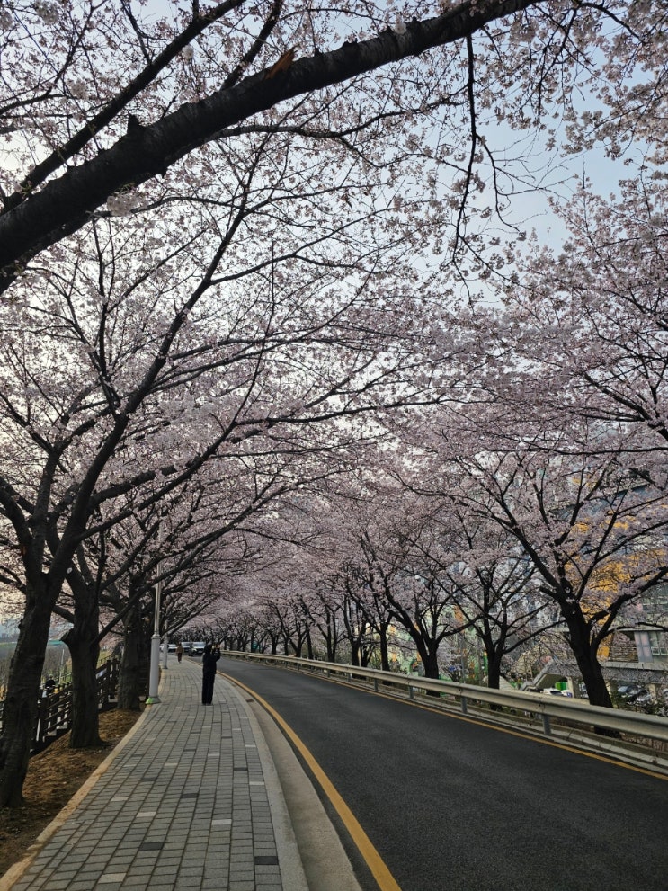  도림천 벚꽃 산책, 남편의 출근길에서 만난 벚꽃 터널!