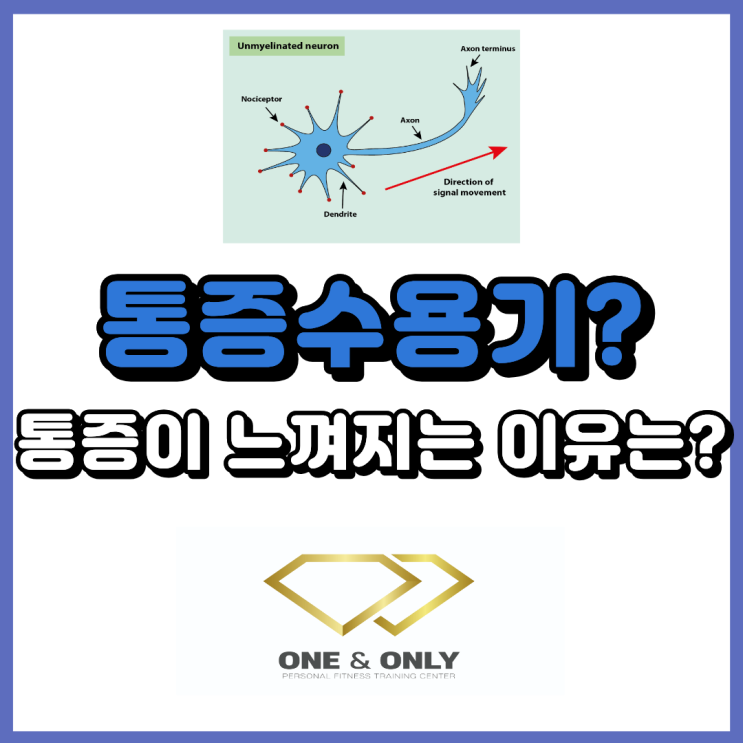 Nociceptor 통증수용기란? 우리 몸이 통증을 느끼는 이유
