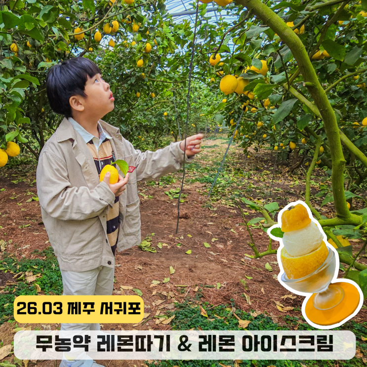  제주 서귀포 아이와 가볼만한곳 레몬뮤지엄 레몬따기 체험농장