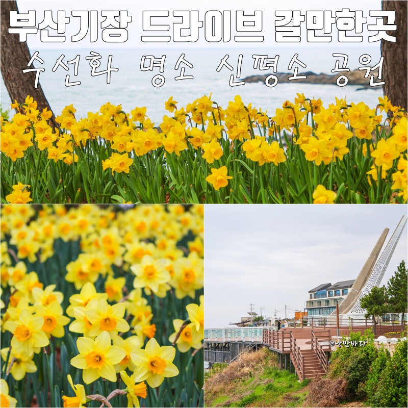 부산기장 수선화 명소 드라이브 갈만한곳 신평소공원