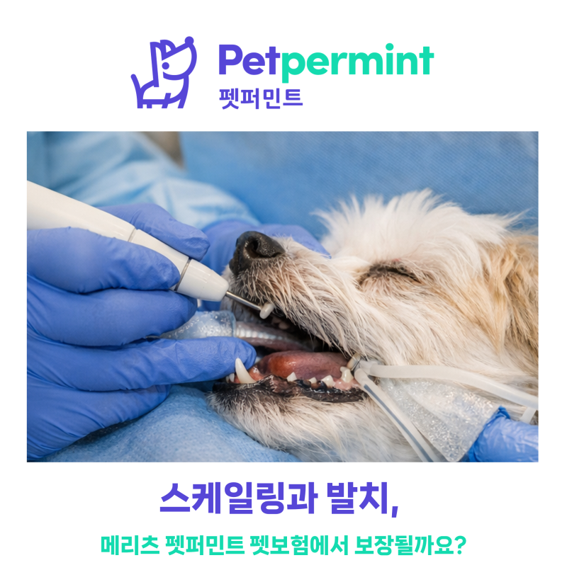 강아지·고양이 스케일링과 발치, 메리츠 펫퍼민트 펫보험에서 보장될까요? 약관 기준으로 ....