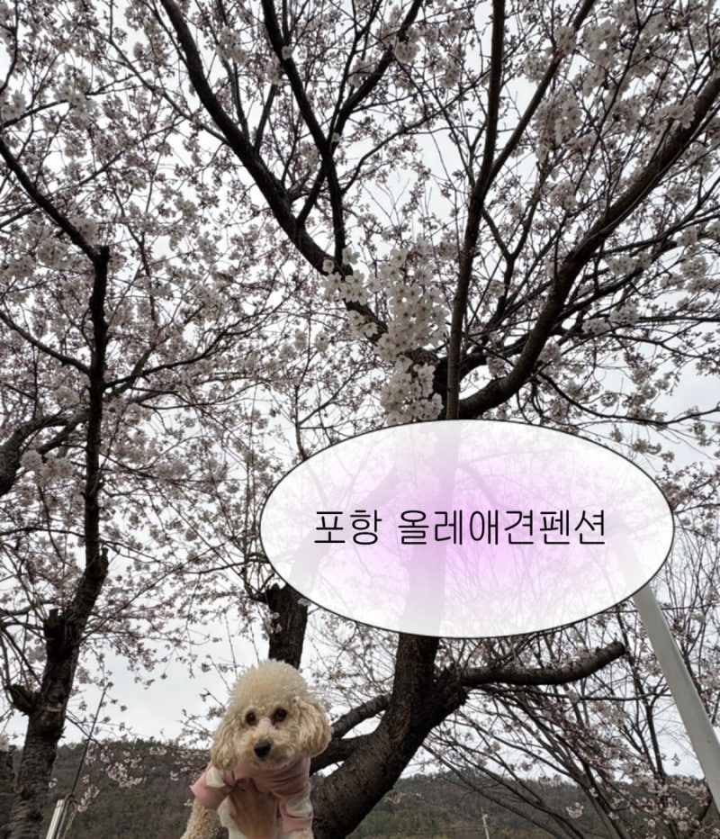 올레애견펜션