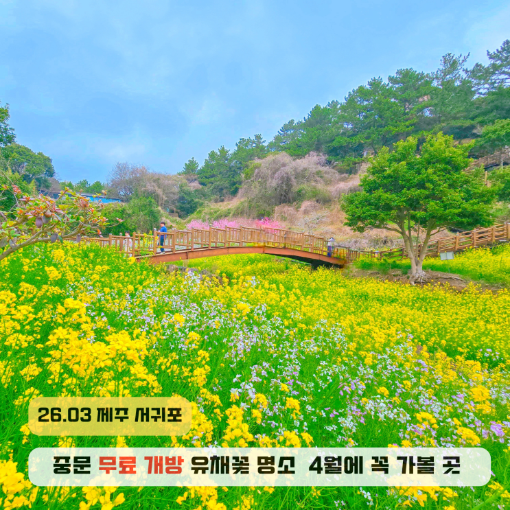  제주 중문 가볼만한곳 엉덩물계곡 무료 유채꽃 명소
