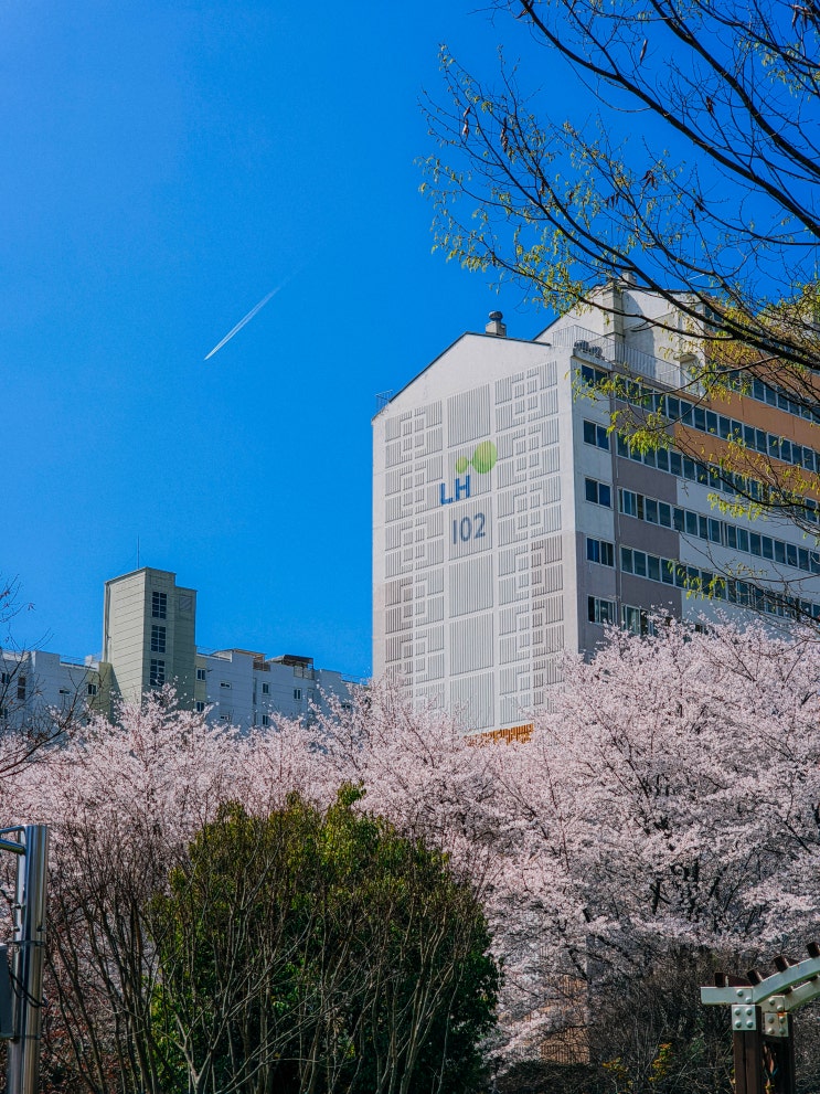  광주 벚꽃 명소, 양산호수공원(주차장)