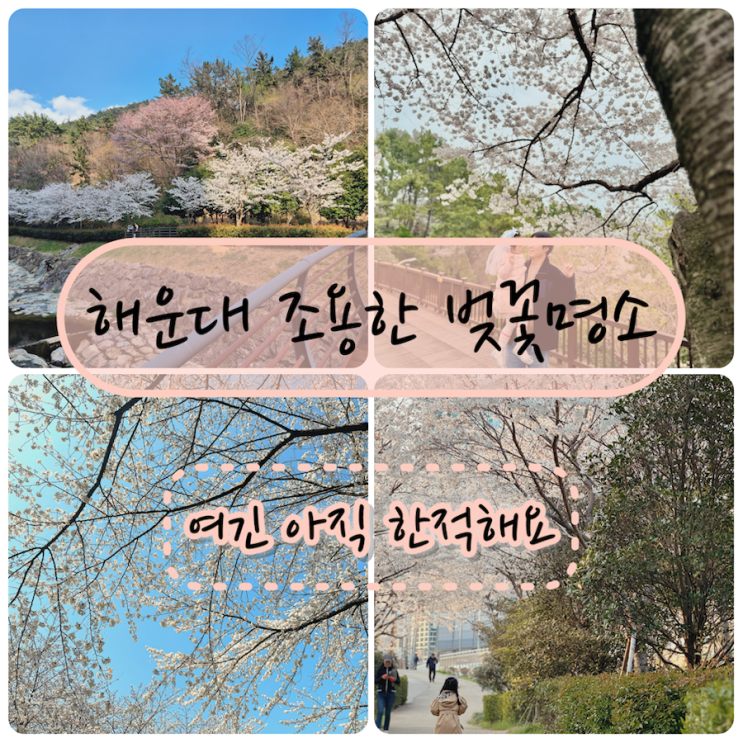  해운대 벚꽃길 추천 아이랑 걷기 좋은 조용한 명소 4곳 (주차 & 주변 맛집 현지인 꿀팁)