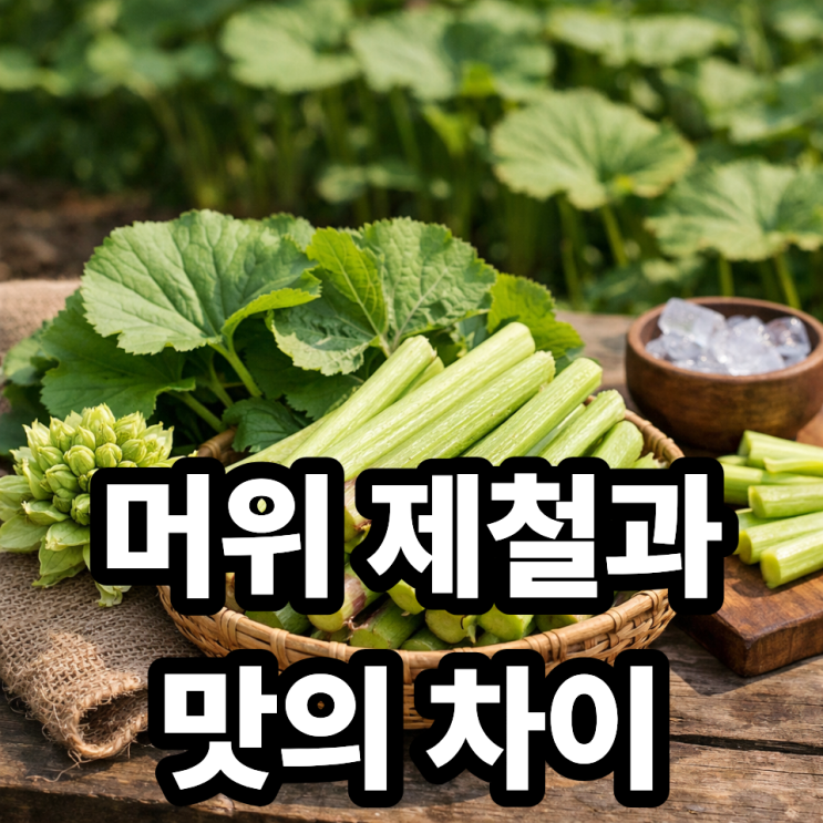  머위 제철 언제일까? 가장 맛있게 먹는 시기 완벽 정리
