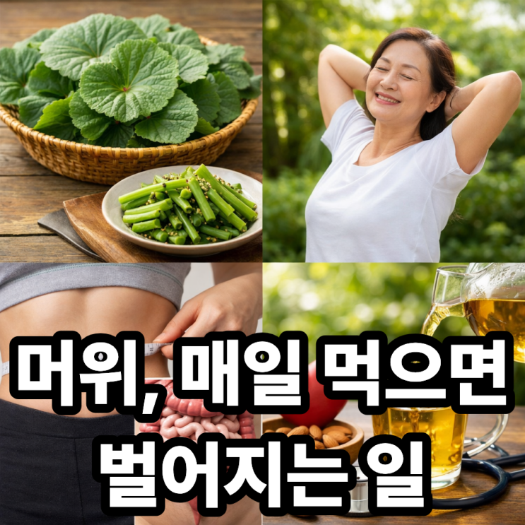  머위 꾸준히 먹으면 생기는 변화 5가지, 몸에 나타나는 진짜 효과
