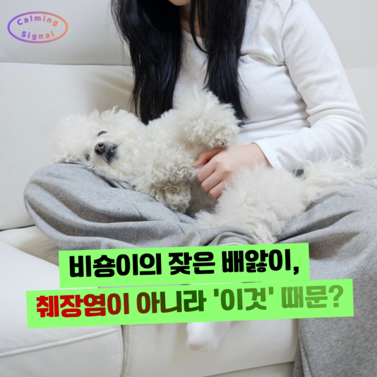  [강아지 설사·식욕부진] 췌장염인 줄 알았는데 지알디아 기생충이었어요  (증상+병원비)