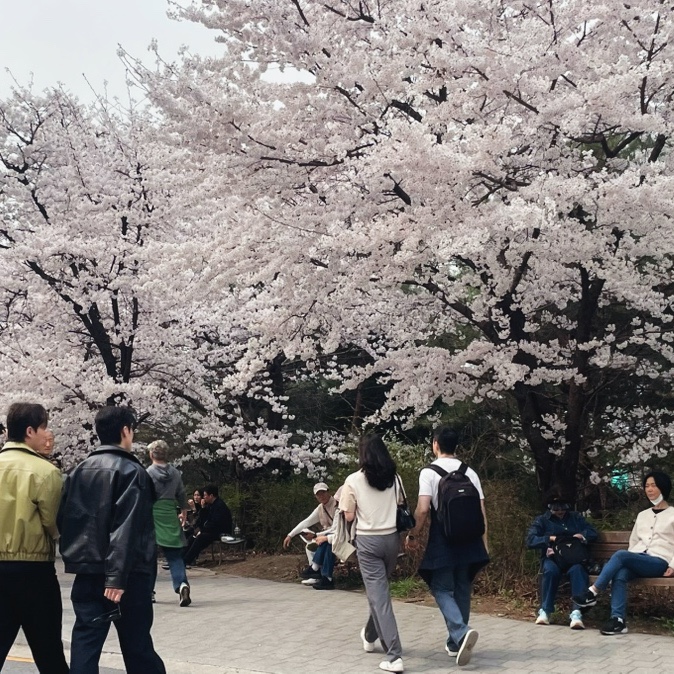  “2026 여의도 윤중로 벚꽃 개화상황  봄꽃축제 전 미리 다녀온 후기 + 포토존·주차 꿀팁