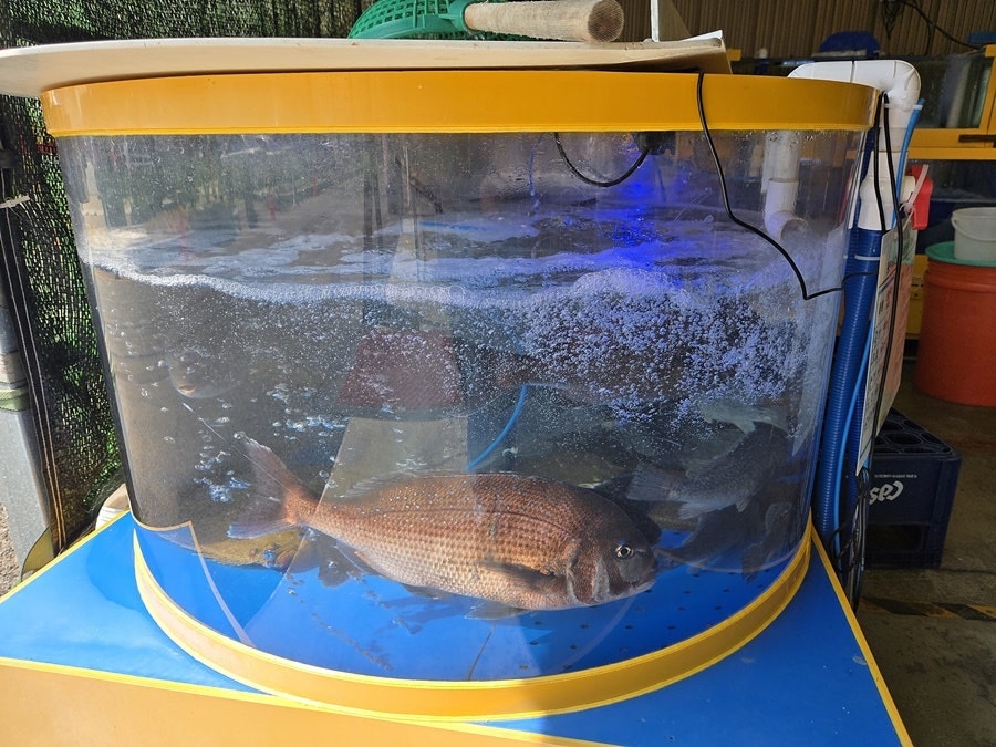 곰소포구횟집 사진 4