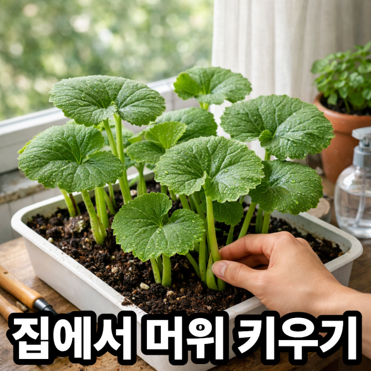  머위 키우기  집에서도 가능한 재배 방법 총정리