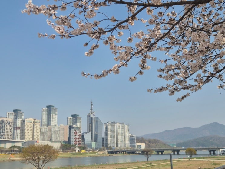  대전 벚꽃 명소 서구 한밭수목원 주변 갑천 벚꽃 아경 데이트 아이와 가볼만한곳 추천