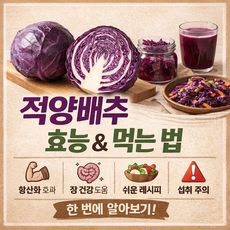 적양배추 효능 총정리! 먹는법부터 부작용까지 한 번에