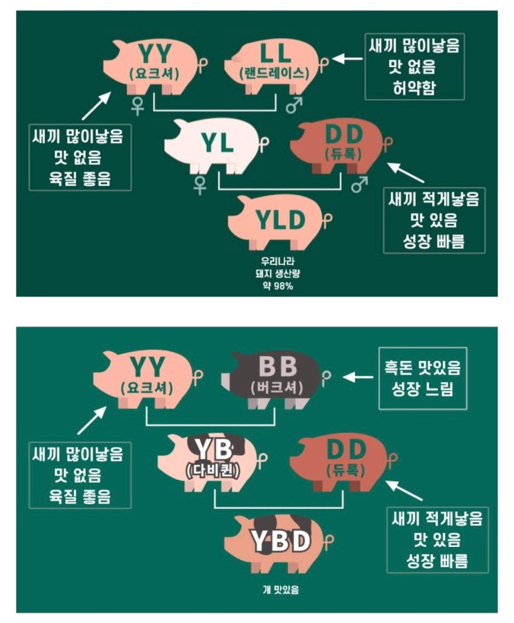 간단히 보는 요즘 삼겹살이 평타이상은 쳐주는 이유.jpg