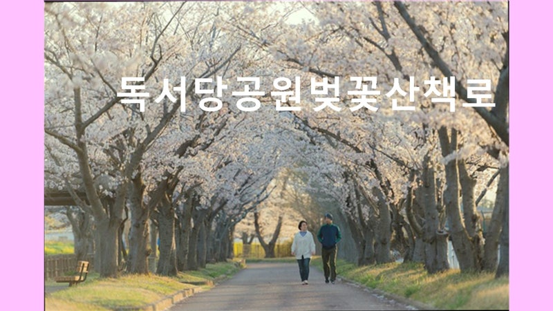 독서당공원벚꽃산책로