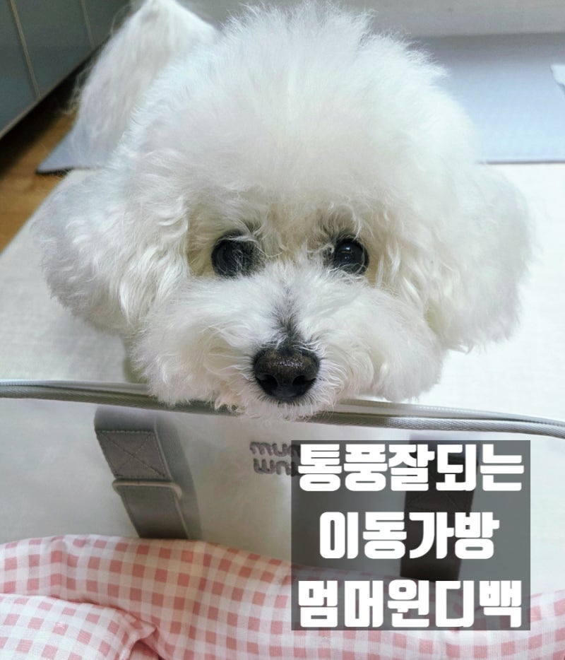 [강아지 이동가방] 멈머 윈디백 후기 통풍 좋은 애견 이동가방 추천!