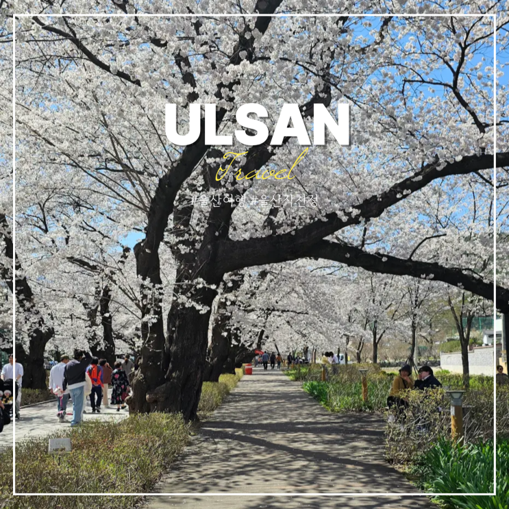  울산 언양 작천정 벚꽃축제 벚꽃길 명소 날짜 기간 주차