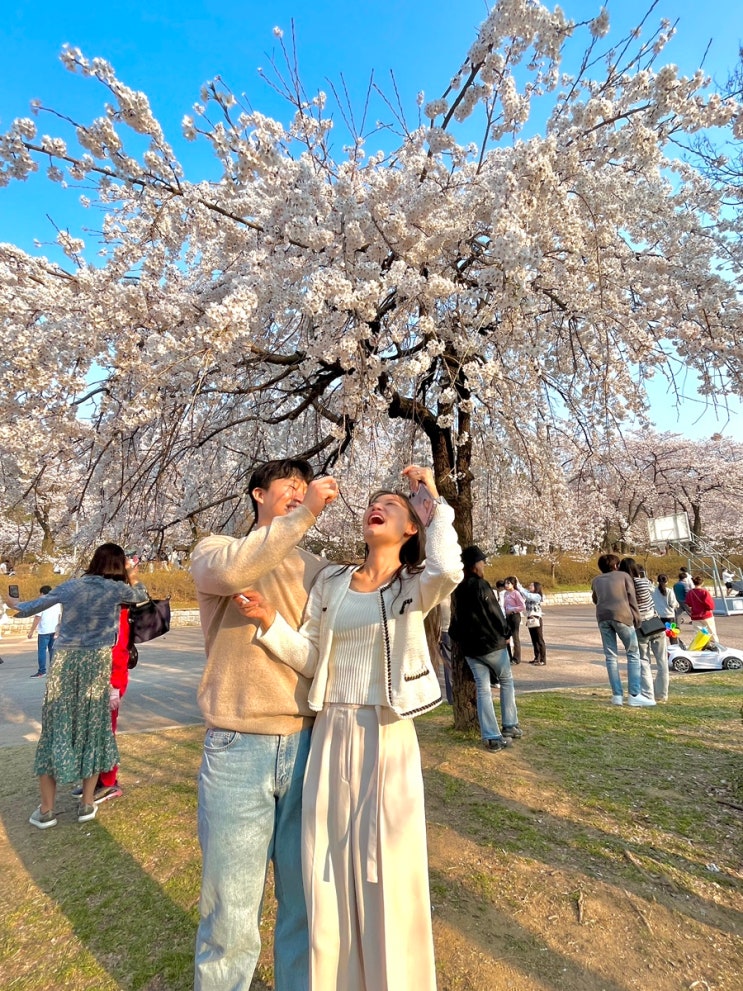 [인천 벚꽃 명소] 개화현황 벚꽃축제 / 인천대공원 / 굴포천 반월놀이공원