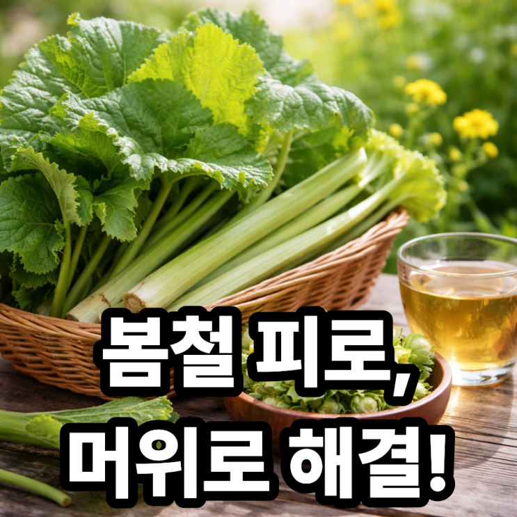  머위로 봄철 피로 회복 가능할까  춘곤증에 좋은 이유