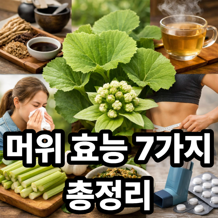  머위 효능 7가지, 의외의 효과까지 한눈에 정리