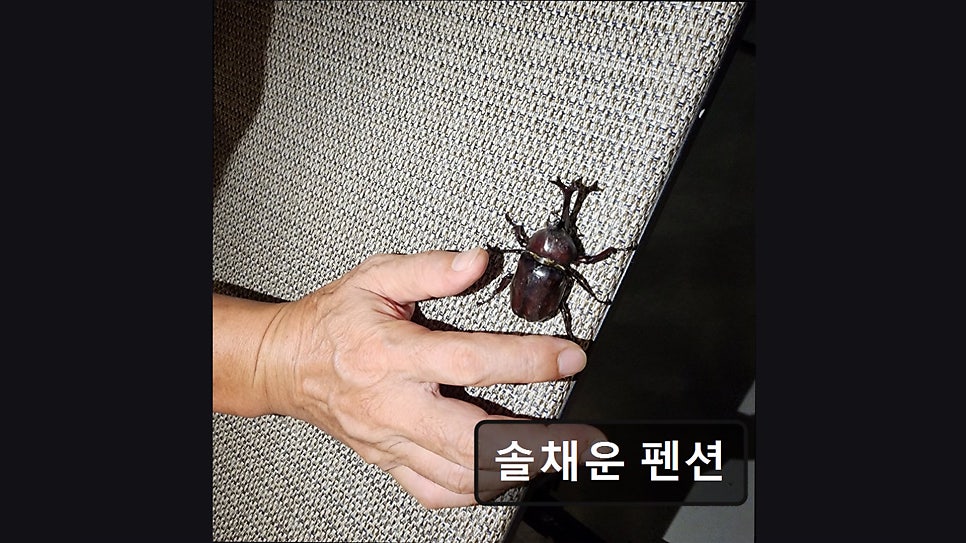 솔채운펜션 사진 3