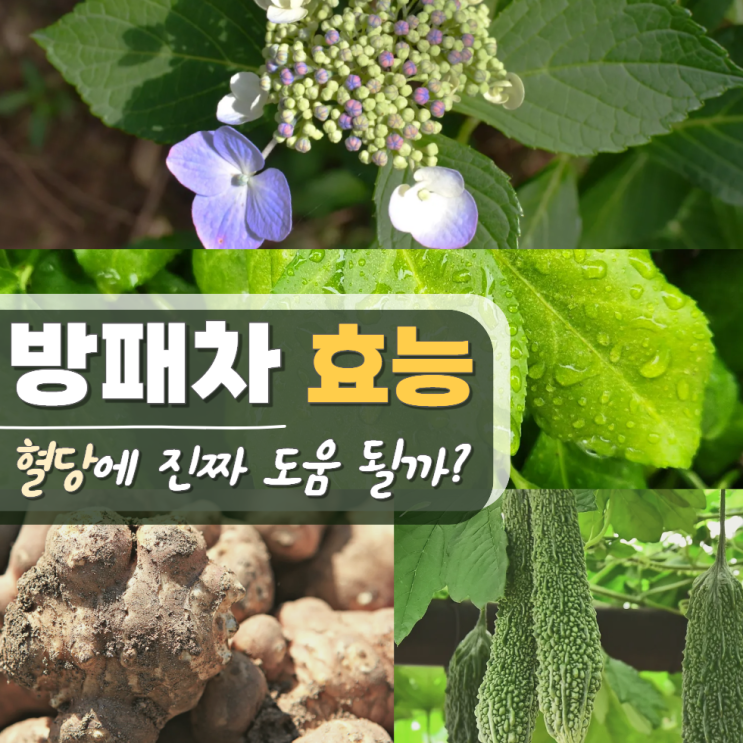  방패차 효능 혈당 성분 카페인 물대신