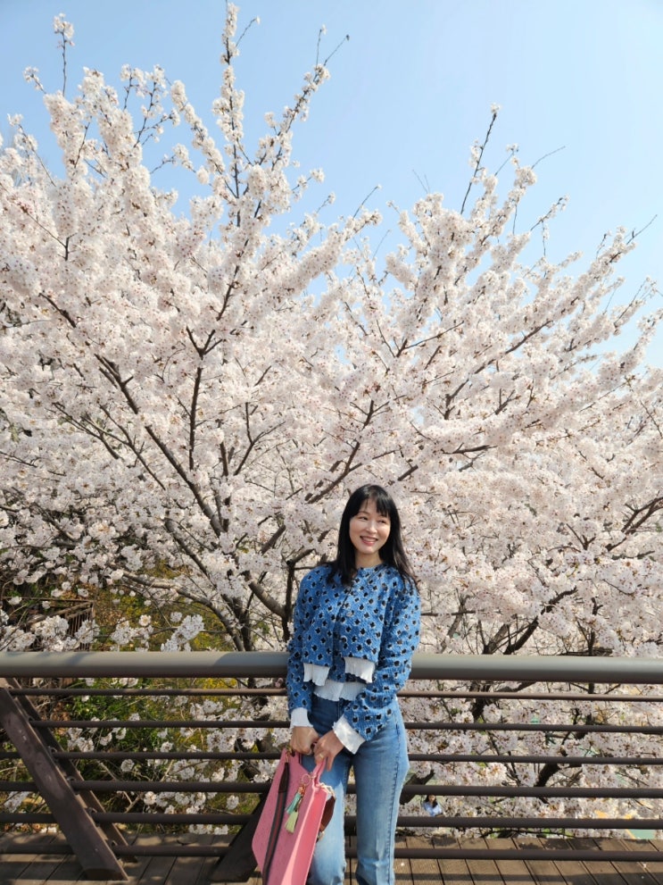 [양재천] 벚꽃 나들이 (ft.너무 예쁜 <b>한가인</b><b>배우</b>) (2026/04)