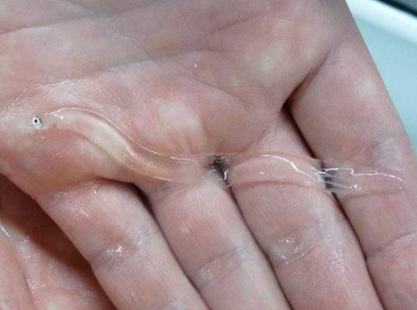  민물장어는 어디서 태어날까? 뱀장어 번식 미스터리와 치어 가격의 비밀