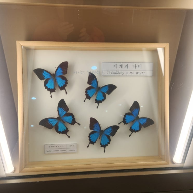 서울 근교 경기 부천 곤충 박물관 나비 전시관 다녀와서