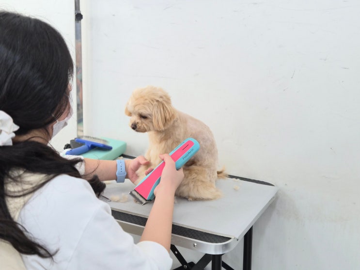  주안애견미용학원 | 등록 전에 꼭 확인해야 할 7가지