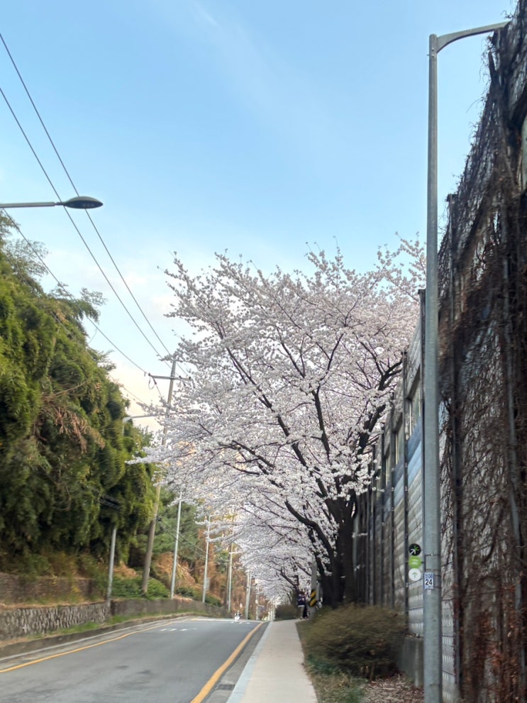  강남 신논현 사람없는 벚꽃명소 : 남들은 잘 모르는 조용한 벚꽃길!