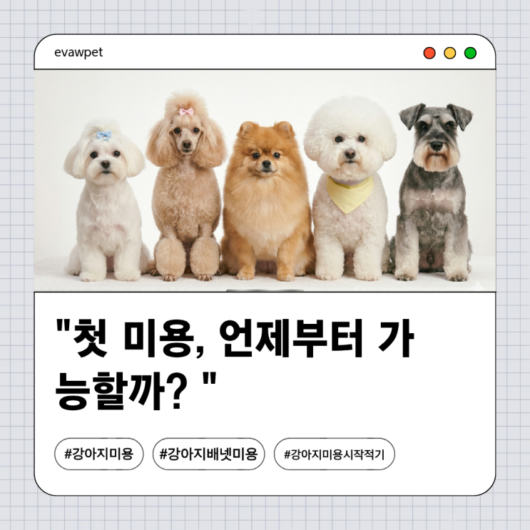  강아지 첫 미용, 언제부터 가능할까? 미용 시작 적기 완벽 가이드