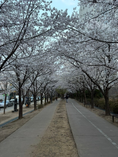 일루아 — 동구