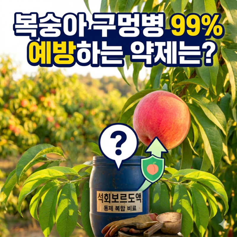 복숭아 세균성 구멍병 방제 시기 및 석회보르도액 살포 효과 (정답 공개)