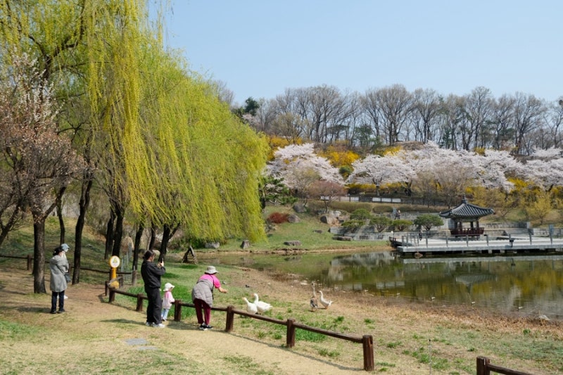 후지필름카메라추천 xt30ii 비교 (북서울꿈의숲 벚꽃절정)