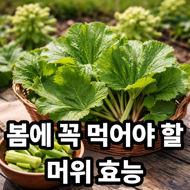  머위 효능 총정리  봄철 건강식으로 추천하는 이유