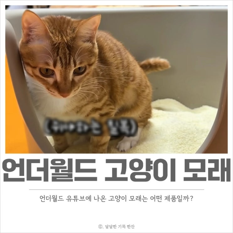  유튜브 언더월드 고양이 모래 뭘까? 카사바 모래 추천 장단점 체크