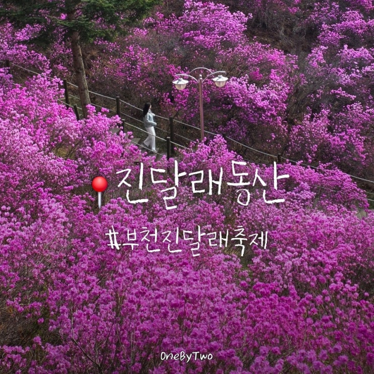  부천 가볼만한곳 원미산 진달래축제, 진달래동산 실시간 개화 상황 및 주차 꿀팁