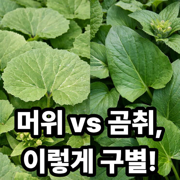  머위 vs 곰취  헷갈리는 식물 구별법과 차이 완벽 정리
