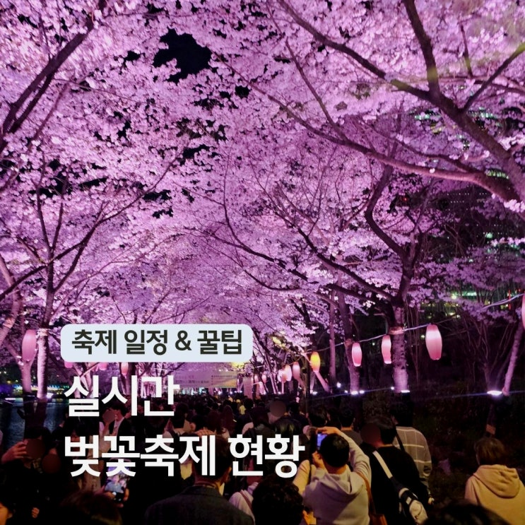  서울 벚꽃 명소 석촌호수 벚꽃축제 2026 실시간 개화 현황 야경 잠실 갈만한곳