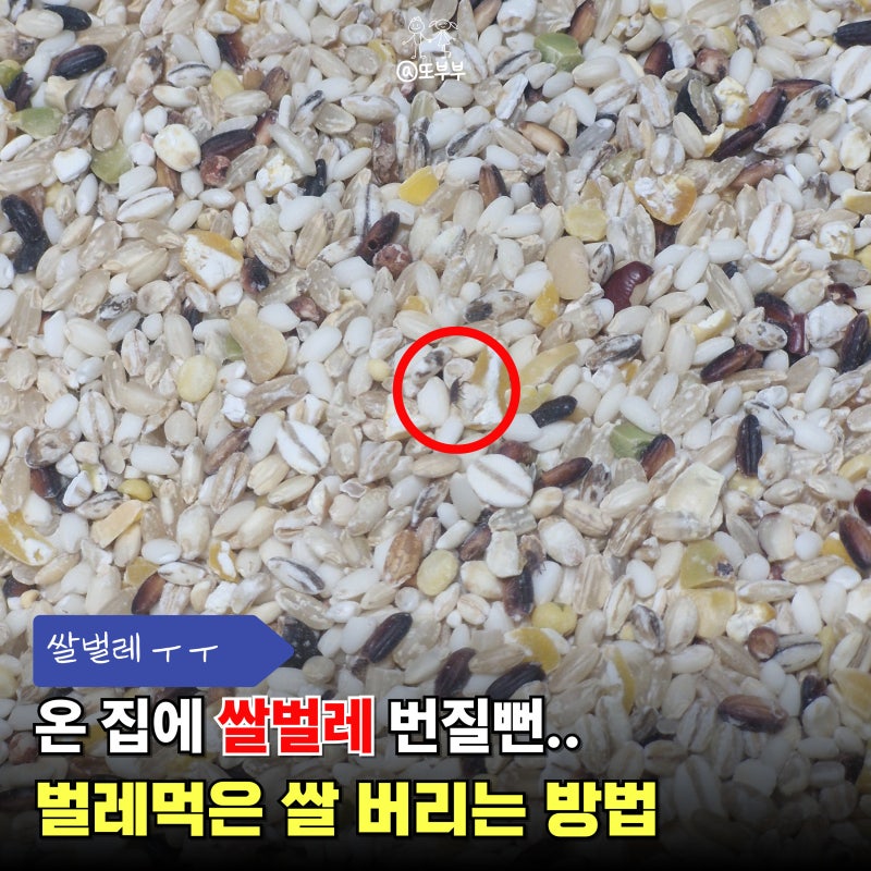 2년차 주부, 쌀벌레 생긴 쌀 그냥 버리려다 벌레 파티할뻔.. 벌레먹은 쌀 제대로 버리는 방법