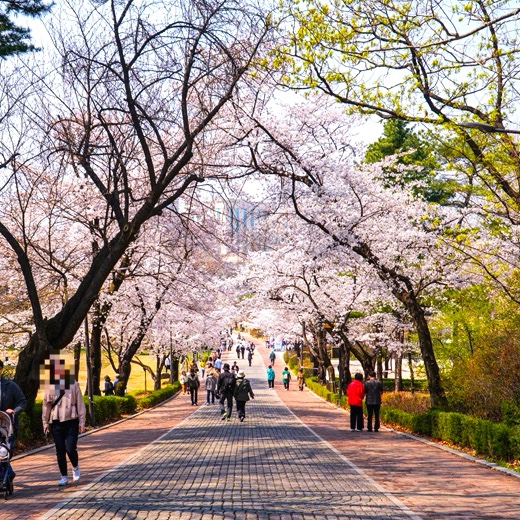 서울 어린이대공원 벚꽃 명소 후문 실시간 개화 주차팁