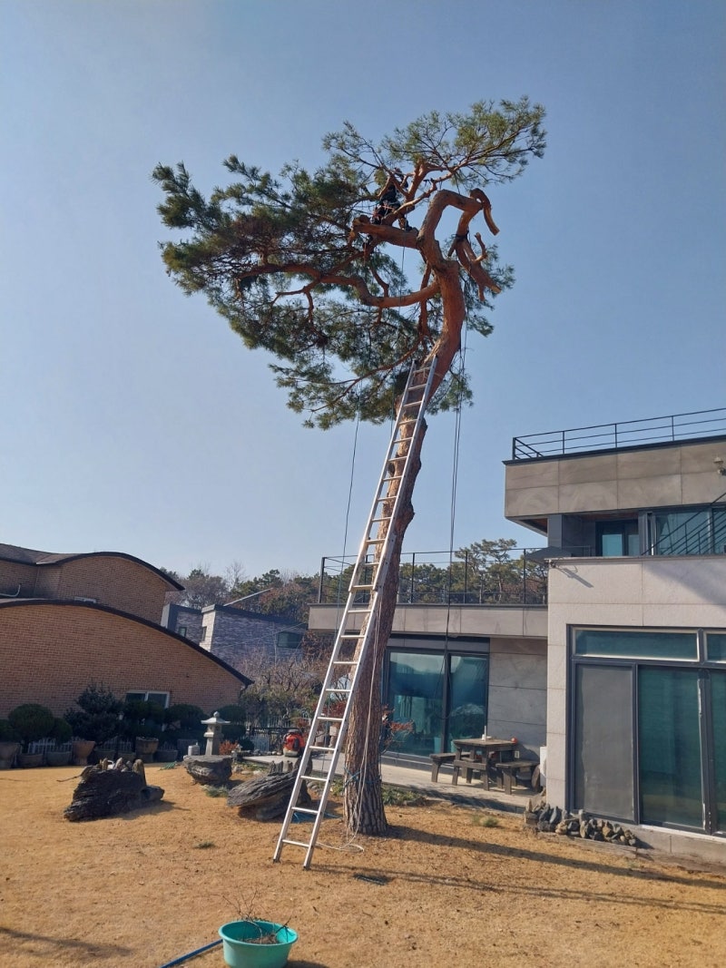 소나무 전지 시기별 전지 방법 정리