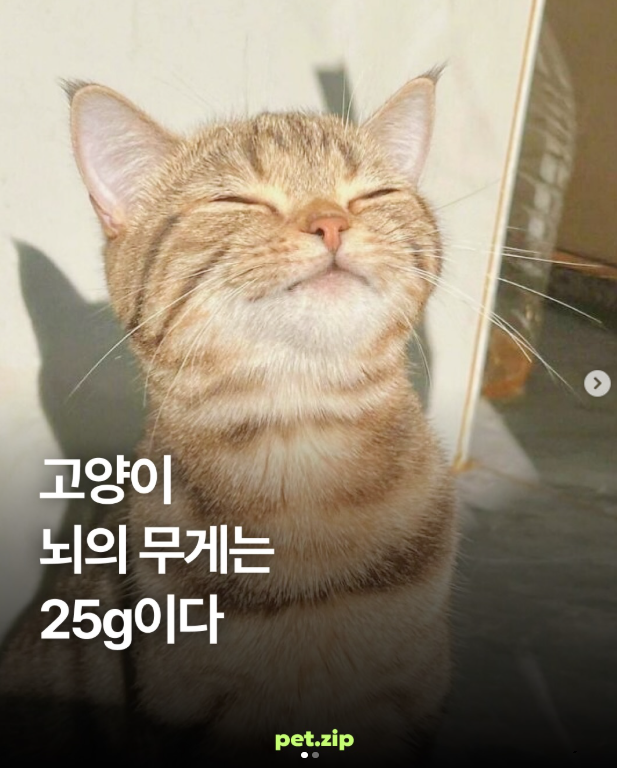  고양이 뇌의 무게는 25g이다.